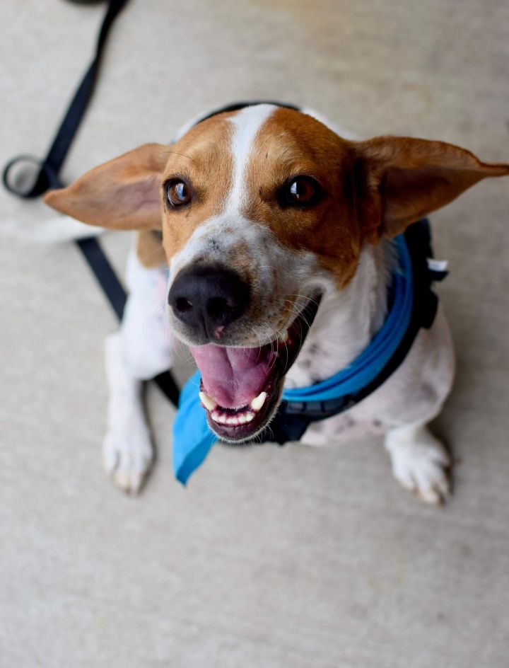 Roger (Tri-Pawd), an adoptable Hound Mix in Madison, WI_image-6
