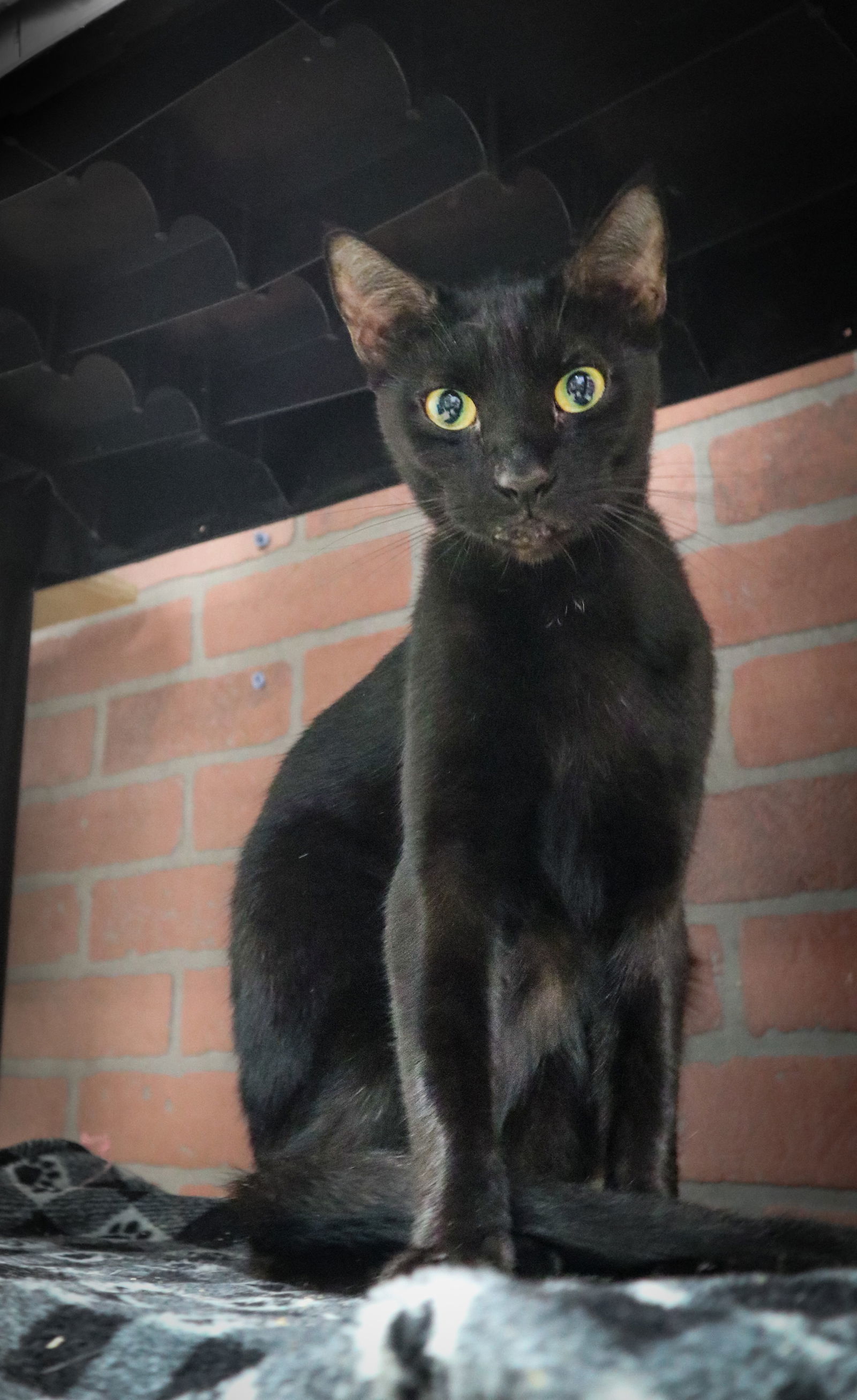 Pamela, an adoptable Domestic Short Hair in Margate, FL, 33068 | Photo Image 1