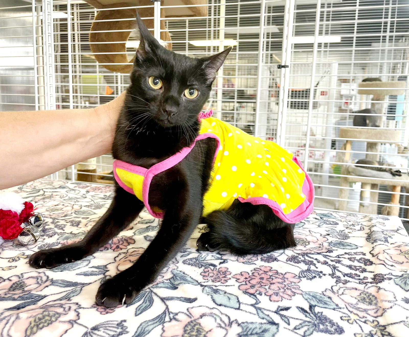 Pamela, an adoptable Domestic Short Hair in Margate, FL, 33068 | Photo Image 5