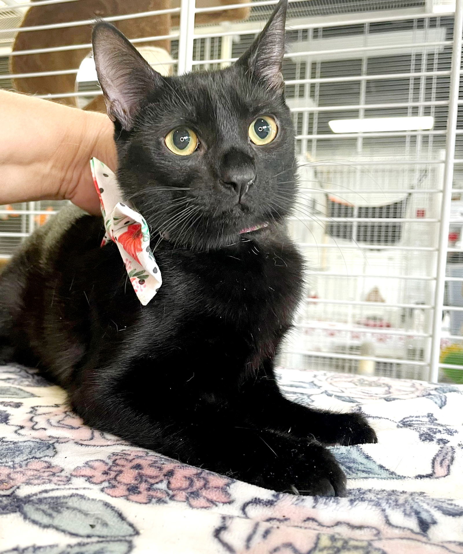 Pamela, an adoptable Domestic Short Hair in Margate, FL, 33068 | Photo Image 6