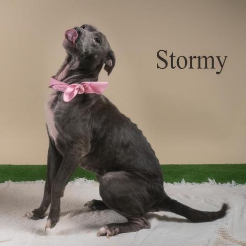 Stormy 03-1553