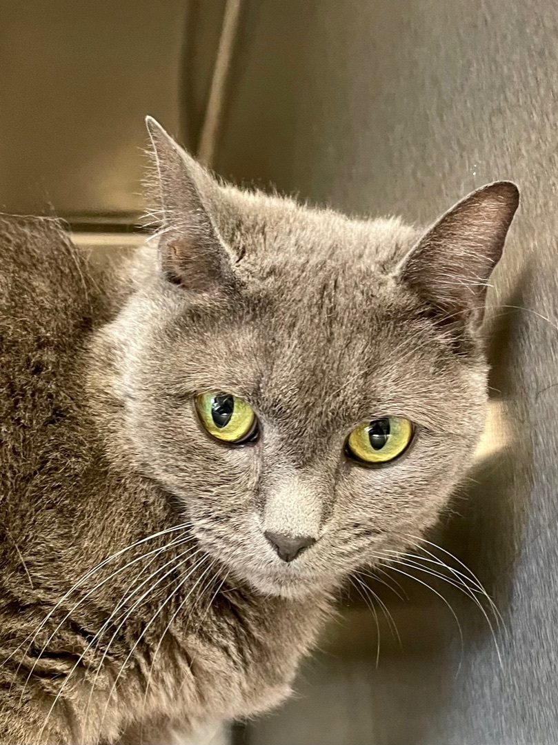 Buffy- Can I be your only pet?, an adoptable Domestic Short Hair, Manx in Manchester, NH, 03102 | Photo Image 2