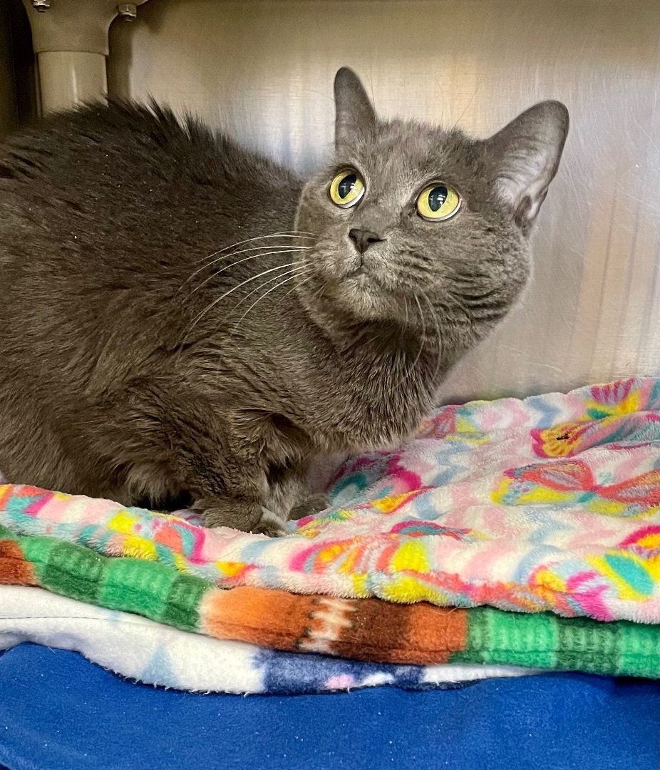 Buffy- Can I be your only pet?, an adoptable Domestic Short Hair, Manx in Manchester, NH, 03102 | Photo Image 3