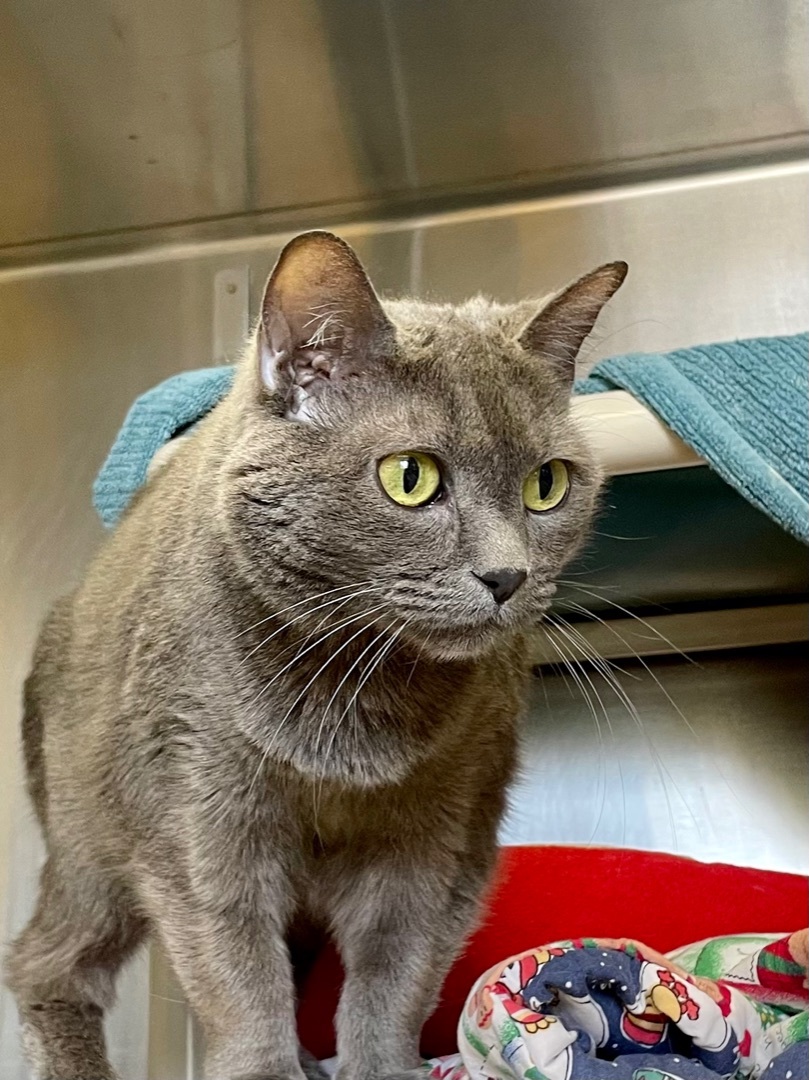 Buffy- Can I be your only pet?, an adoptable Domestic Short Hair, Manx in Manchester, NH, 03102 | Photo Image 4