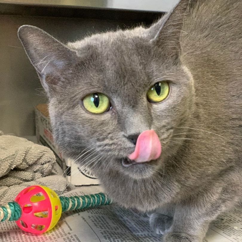 Buffy- Can I be your only pet?, an adoptable Domestic Short Hair, Manx in Manchester, NH, 03102 | Photo Image 5