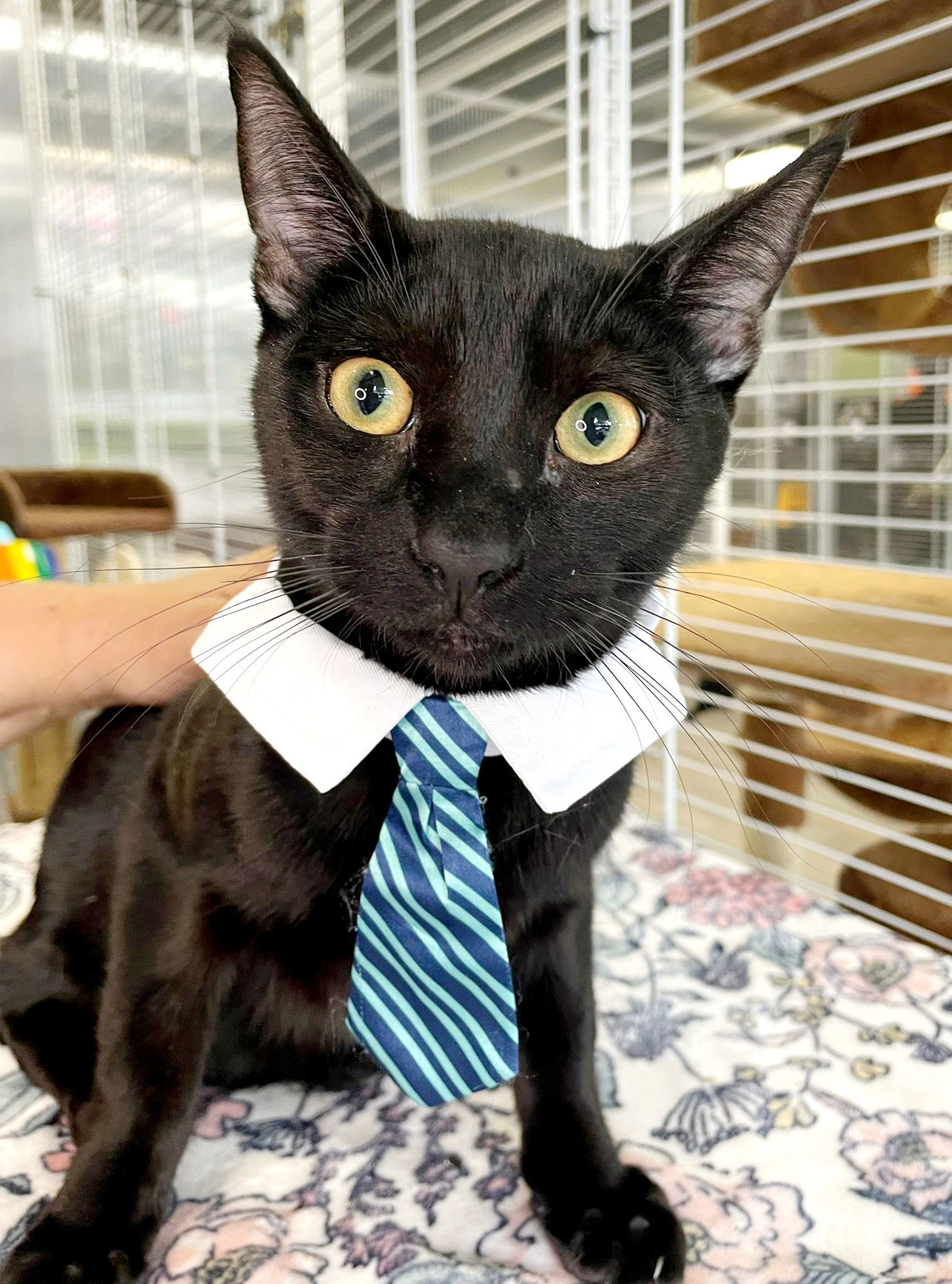 Gary, an adoptable Domestic Short Hair in Margate, FL, 33068 | Photo Image 1