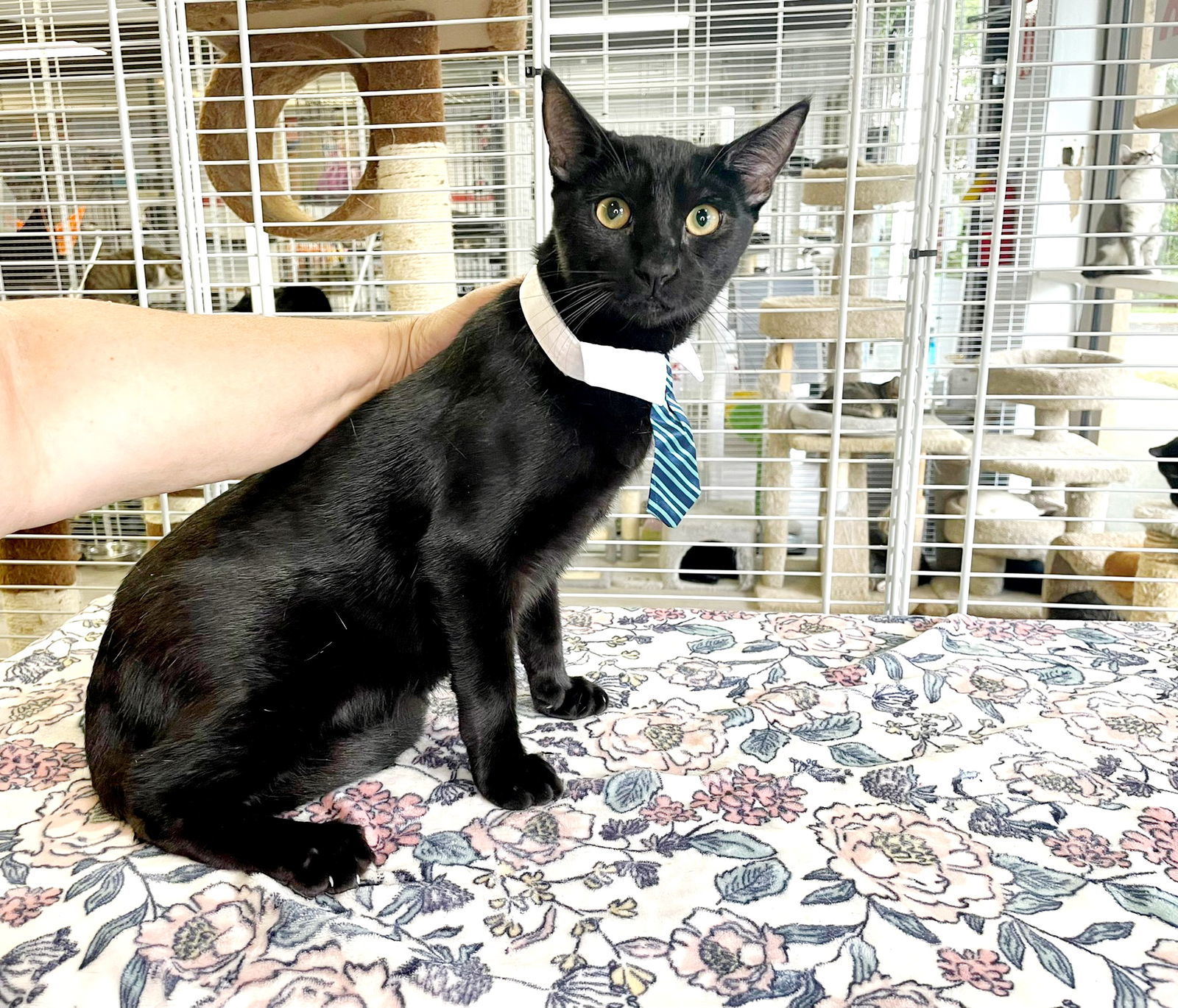 Gary, an adoptable Domestic Short Hair in Margate, FL, 33068 | Photo Image 4