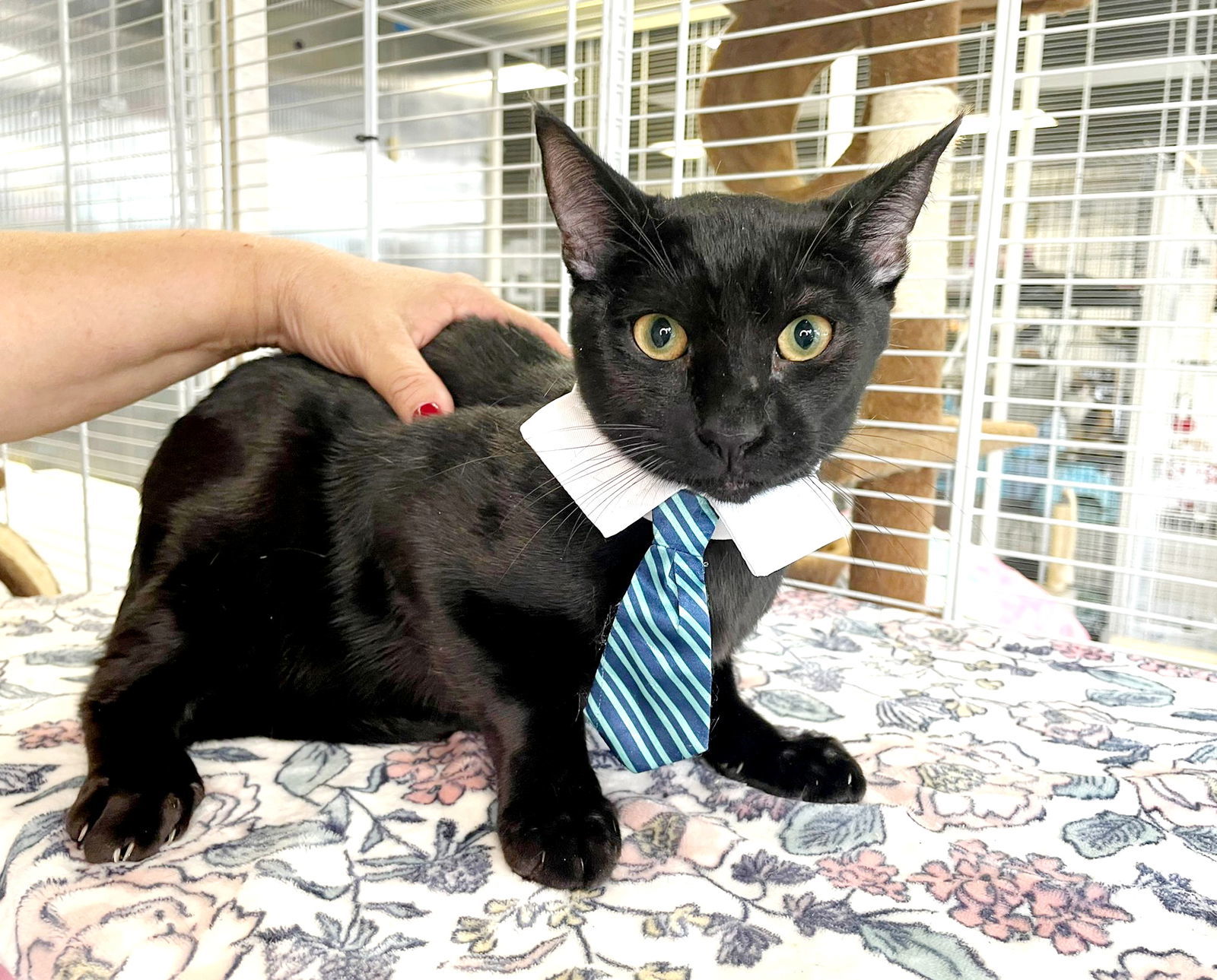 Gary, an adoptable Domestic Short Hair in Margate, FL, 33068 | Photo Image 5