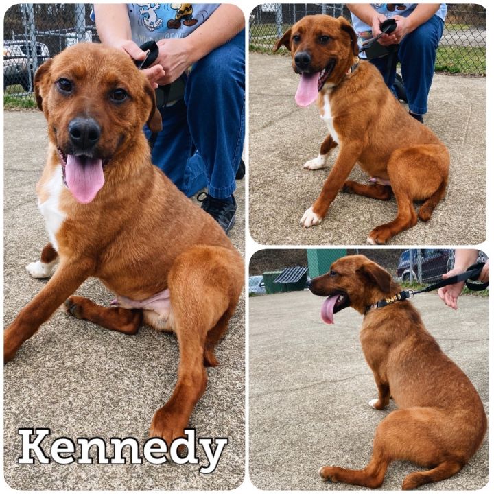 Kennedy, an adoptable Labrador Retriever Mix in Waynesburg, PA_image-3