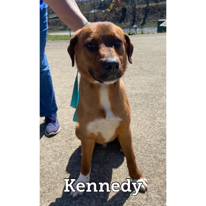 Kennedy, an adoptable Labrador Retriever Mix in Waynesburg, PA_image-4