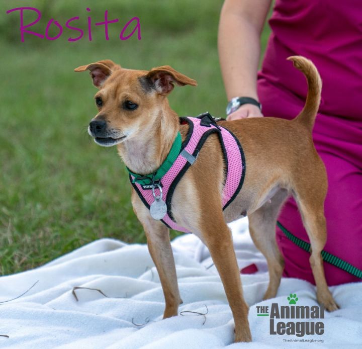 Rosita, an adoptable Chihuahua Mix in Clermont, FL_image-1