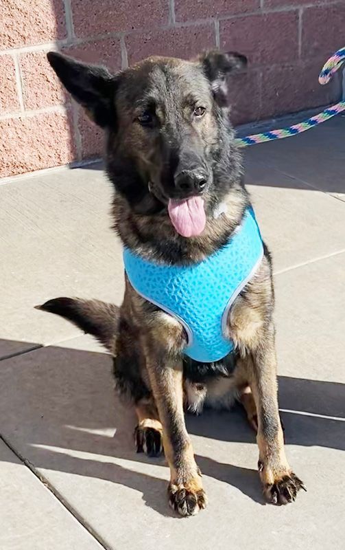 Riddick, an adopted German Shepherd Dog in Oklahoma City, OK_image-2