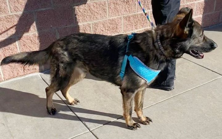 Riddick, an adopted German Shepherd Dog in Oklahoma City, OK_image-3