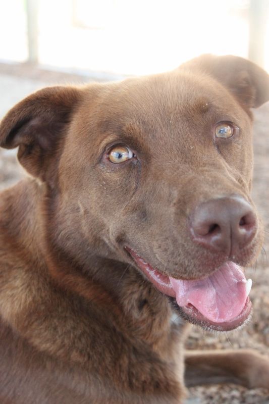 Jackson FKA Edan, an adoptable Labrador Retriever, Shepherd in Wynne, AR, 72396 | Photo Image 2