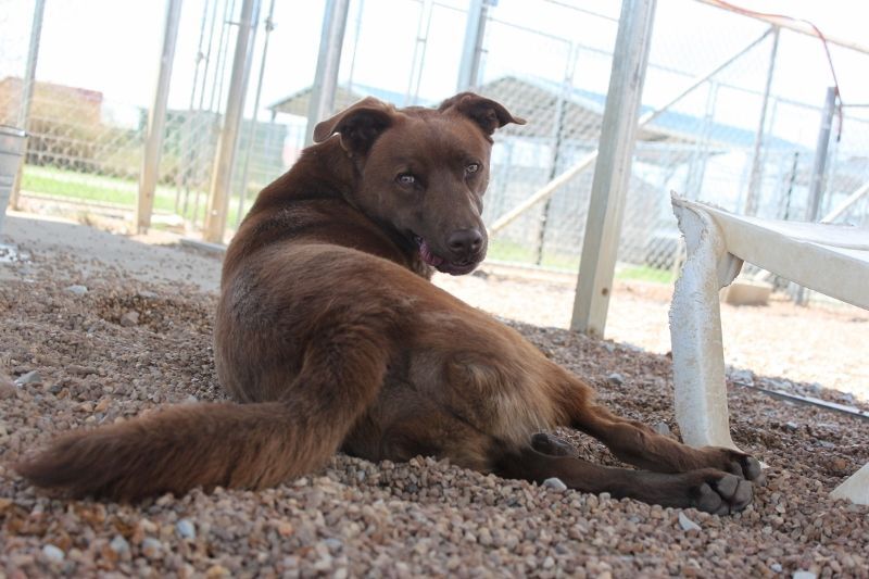 Jackson FKA Edan, an adoptable Labrador Retriever, Shepherd in Wynne, AR, 72396 | Photo Image 5
