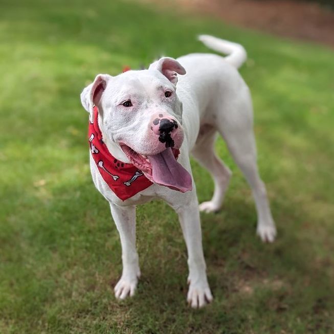 Big Boy, an adoptable American Bulldog, Mixed Breed in Helena, AL, 35080 | Photo Image 1