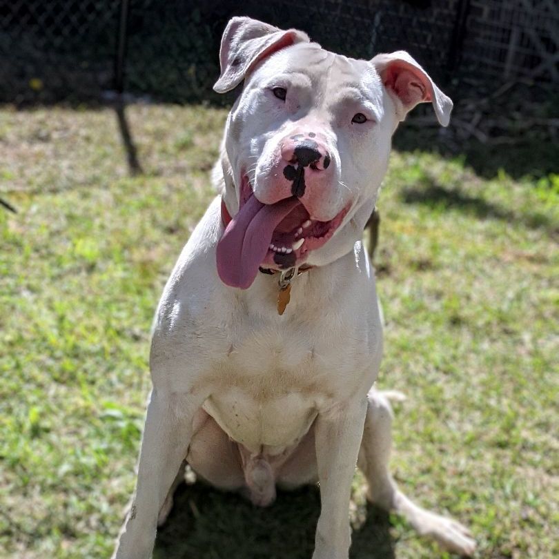 Big Boy, an adoptable American Bulldog, Mixed Breed in Helena, AL, 35080 | Photo Image 2
