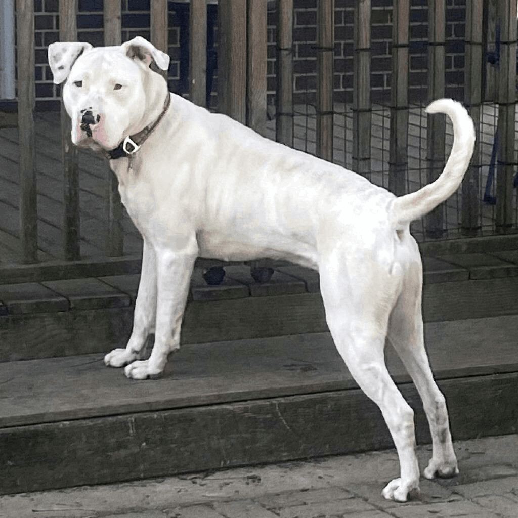 Big Boy, an adoptable American Bulldog, Mixed Breed in Helena, AL, 35080 | Photo Image 4