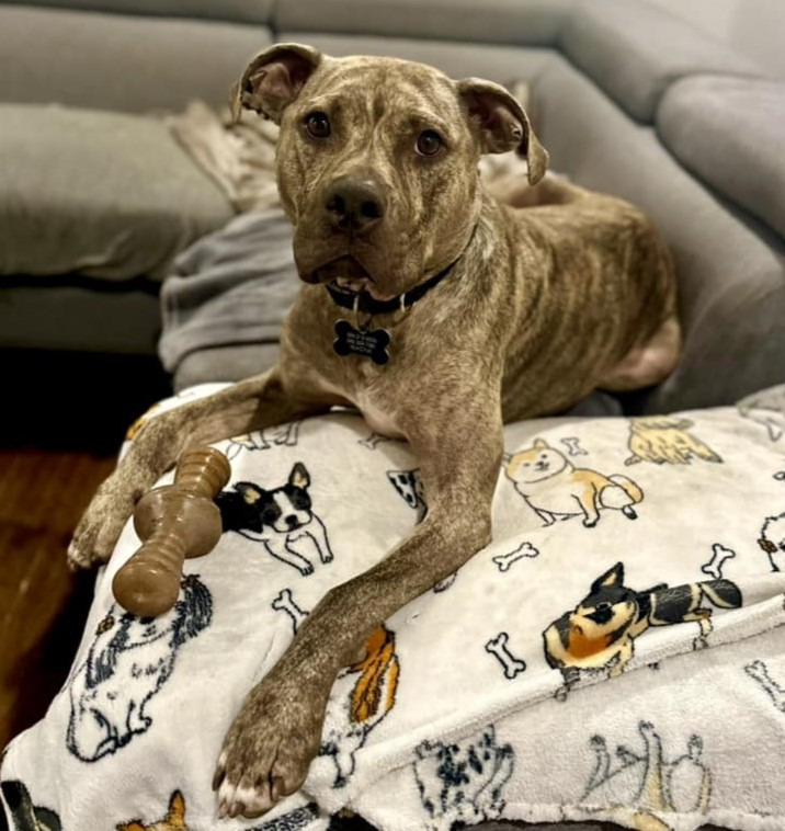 Ross, an adoptable Pit Bull Terrier in Warren, MI, 48089 | Photo Image 6