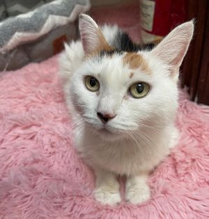 White cats for store adoption