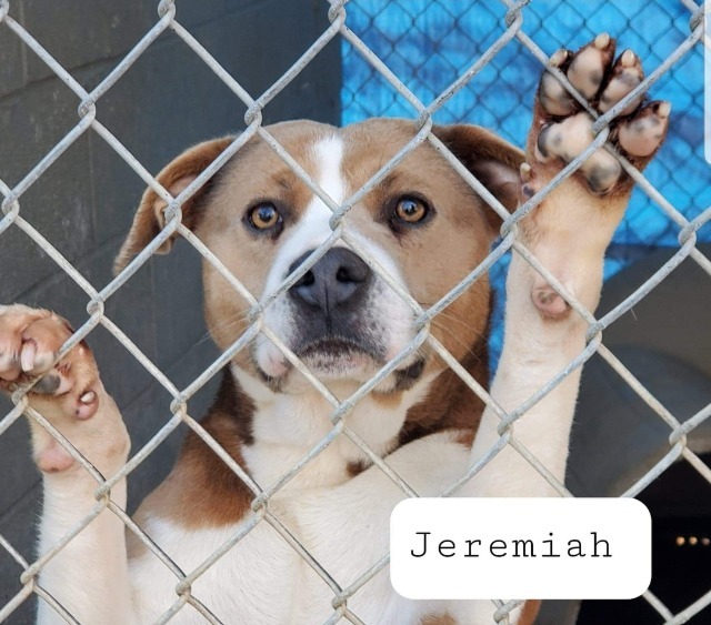 Jeremiah, an adoptable Terrier, Foxhound in El Dorado, AR, 71730 | Photo Image 1
