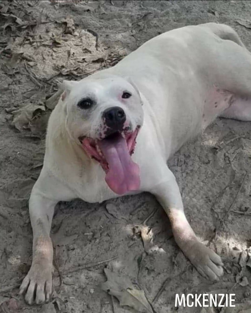 McKenzie, an adoptable Staffordshire Bull Terrier, Terrier in El Dorado, AR, 71730 | Photo Image 1