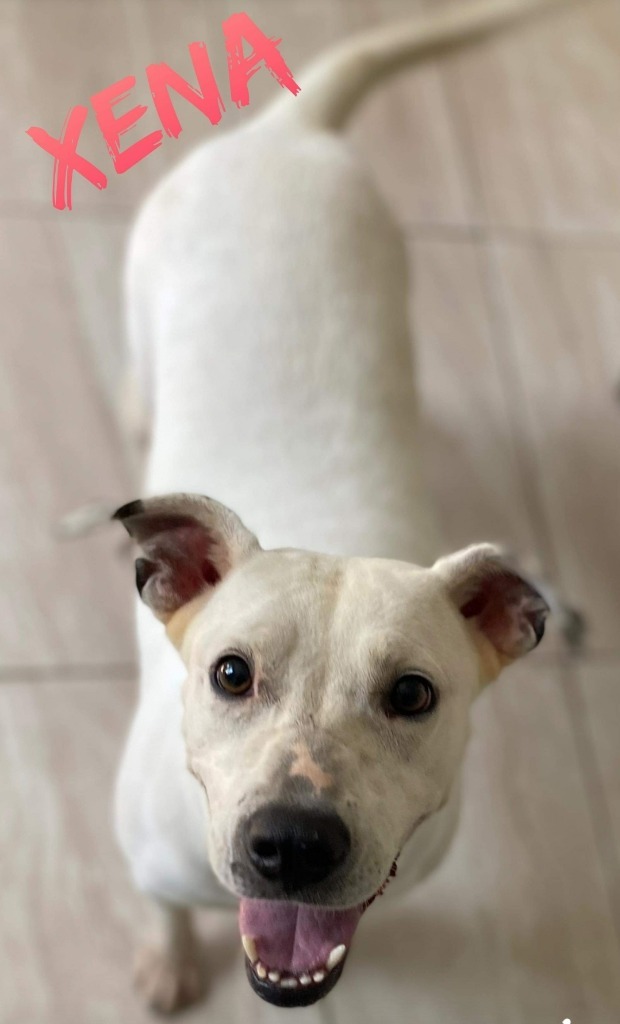 Xena, an adoptable Terrier in El Dorado, AR, 71730 | Photo Image 1