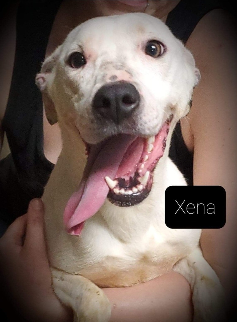 Xena, an adoptable Terrier in El Dorado, AR, 71730 | Photo Image 2