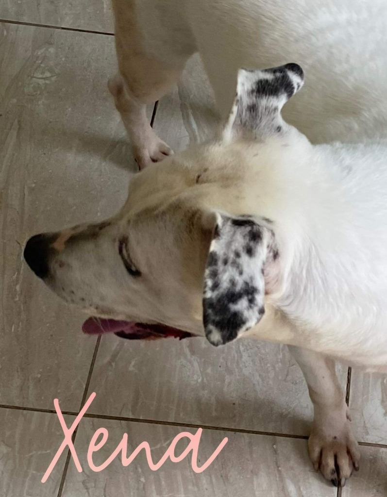 Xena, an adoptable Terrier in El Dorado, AR, 71730 | Photo Image 3