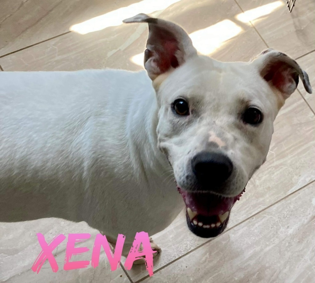 Xena, an adoptable Terrier in El Dorado, AR, 71730 | Photo Image 4