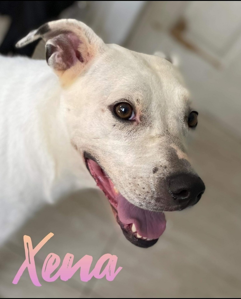 Xena, an adoptable Terrier in El Dorado, AR, 71730 | Photo Image 5