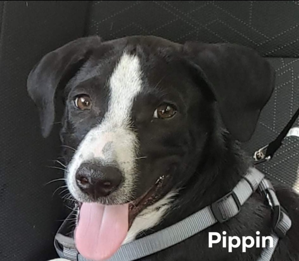 Pippen, an adoptable Border Collie, Appenzell Mountain Dog in El Dorado, AR, 71730 | Photo Image 1