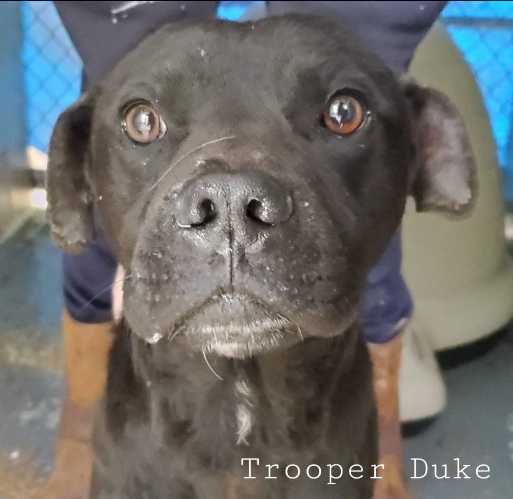 Trooper Duke, an adoptable Labrador Retriever, Terrier in El Dorado, AR, 71730 | Photo Image 1