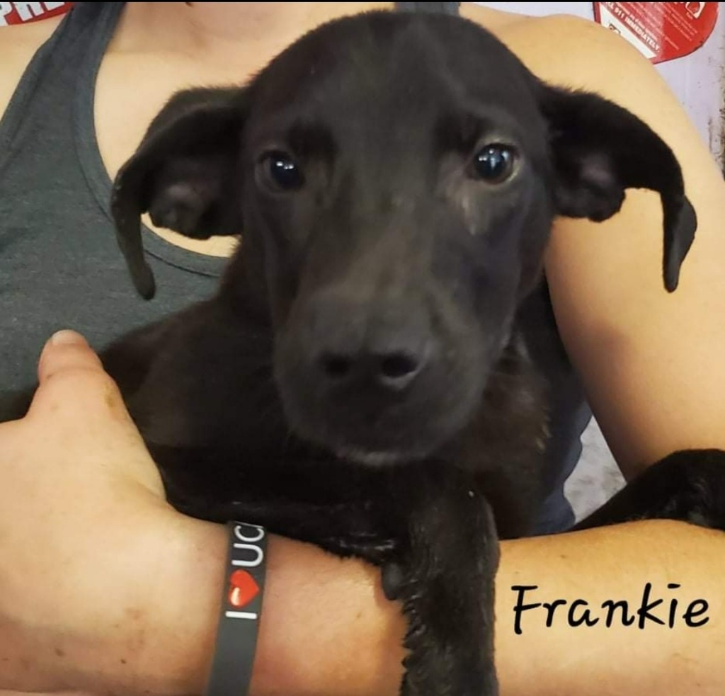 Frankie