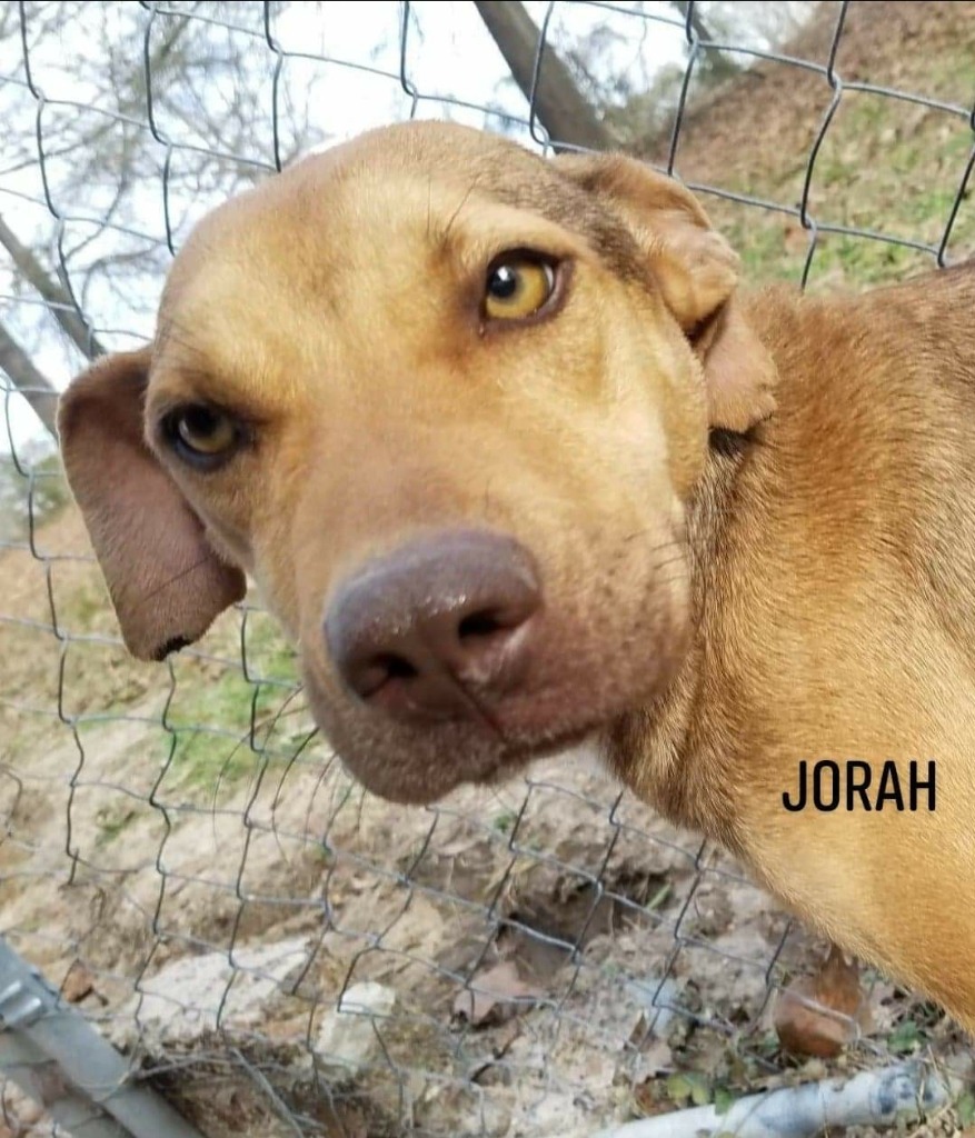 Jorah, an adoptable Black Mouth Cur, Shepherd in El Dorado, AR, 71730 | Photo Image 1