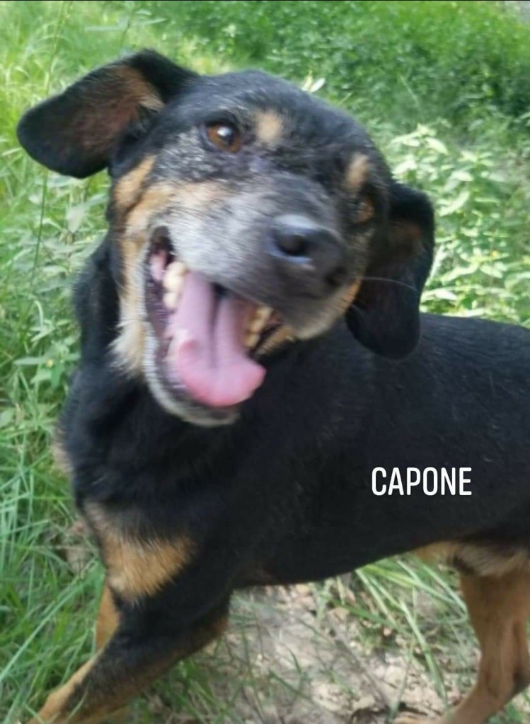 Capone