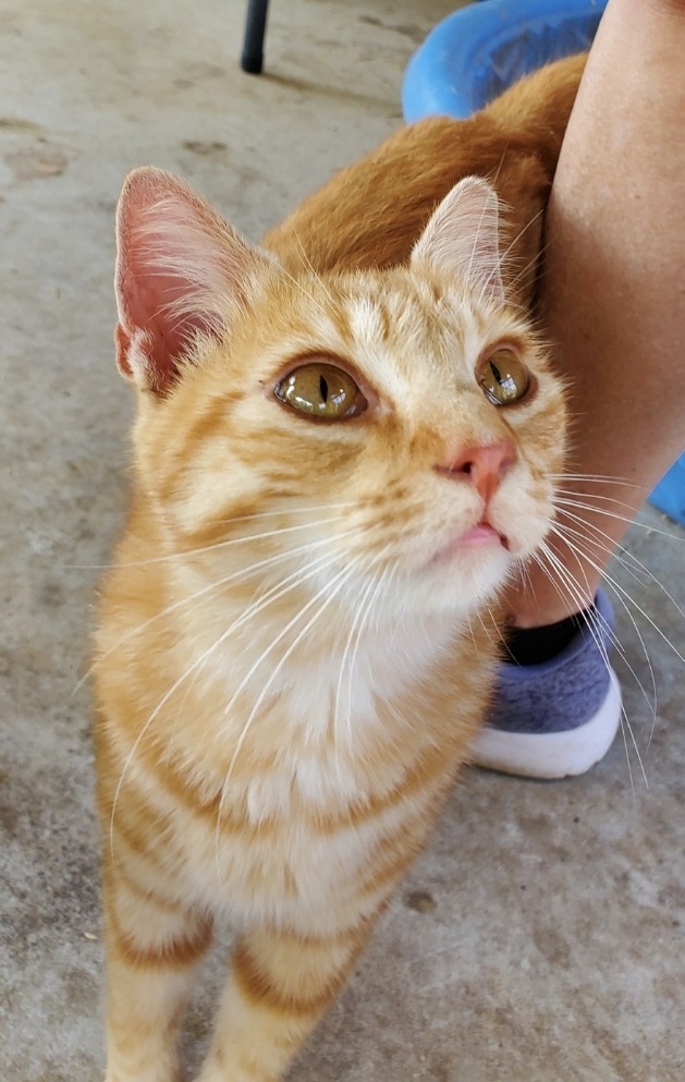 Babs, an adoptable Domestic Short Hair in El Dorado, AR, 71730 | Photo Image 1