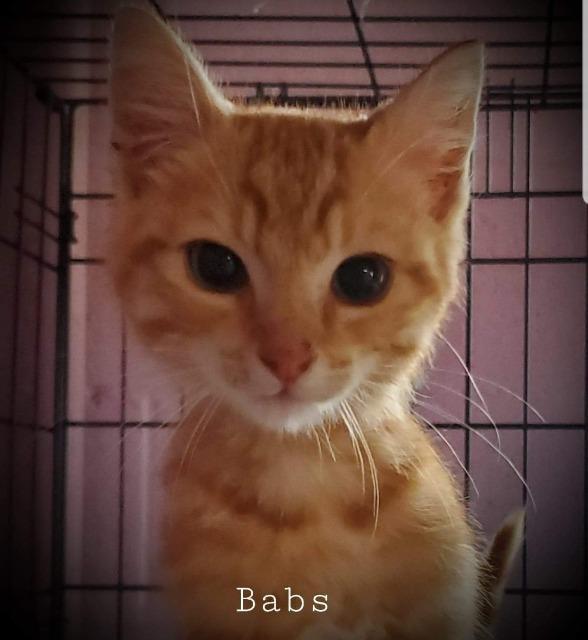 Babs, an adoptable Domestic Short Hair in El Dorado, AR, 71730 | Photo Image 2