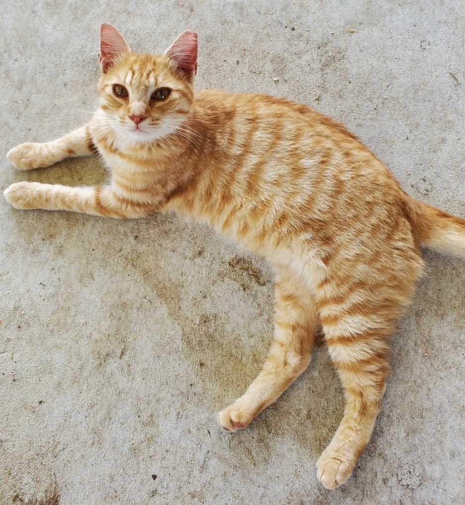 Babs, an adoptable Domestic Short Hair in El Dorado, AR, 71730 | Photo Image 3