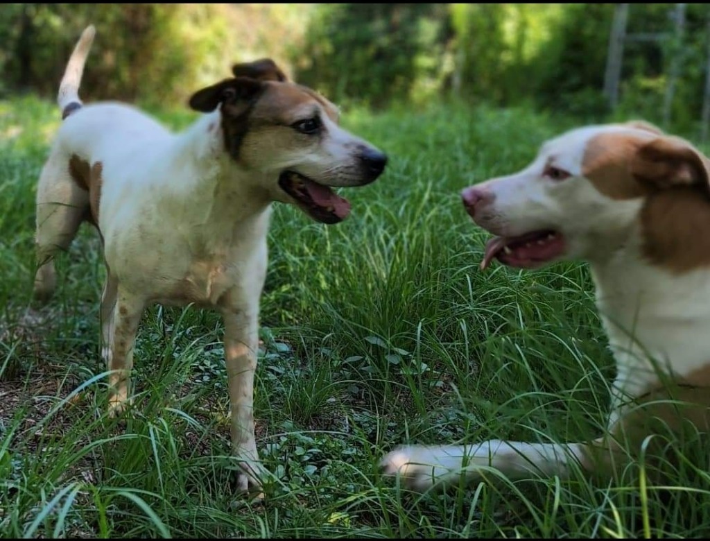 Stella Bella, an adoptable Beagle, Terrier in El Dorado, AR, 71730 | Photo Image 1