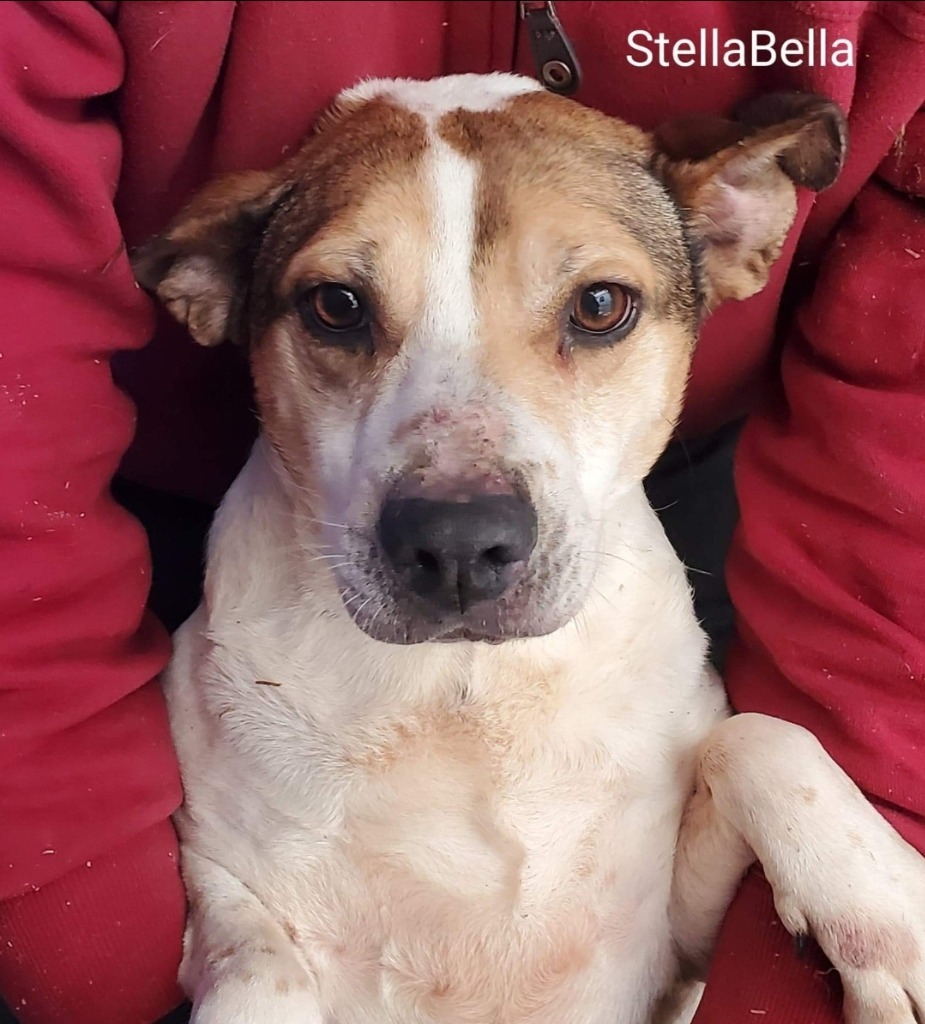 Stella Bella, an adoptable Beagle, Terrier in El Dorado, AR, 71730 | Photo Image 2