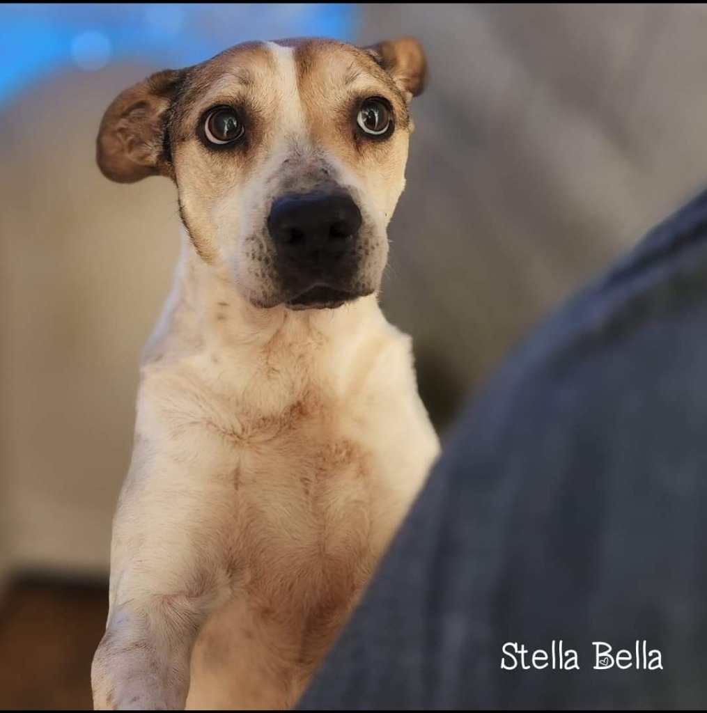 Stella Bella, an adoptable Beagle, Terrier in El Dorado, AR, 71730 | Photo Image 3