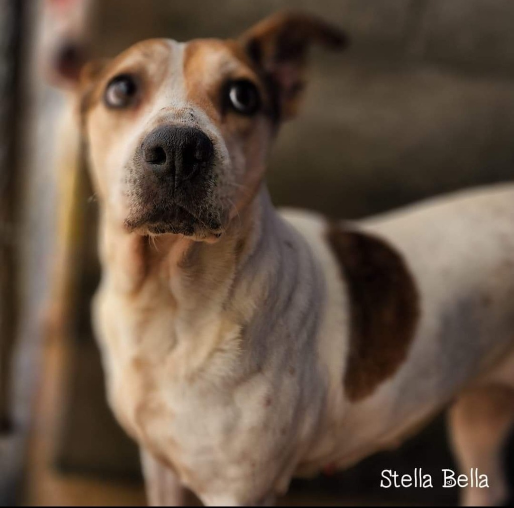 Stella Bella, an adoptable Beagle, Terrier in El Dorado, AR, 71730 | Photo Image 4