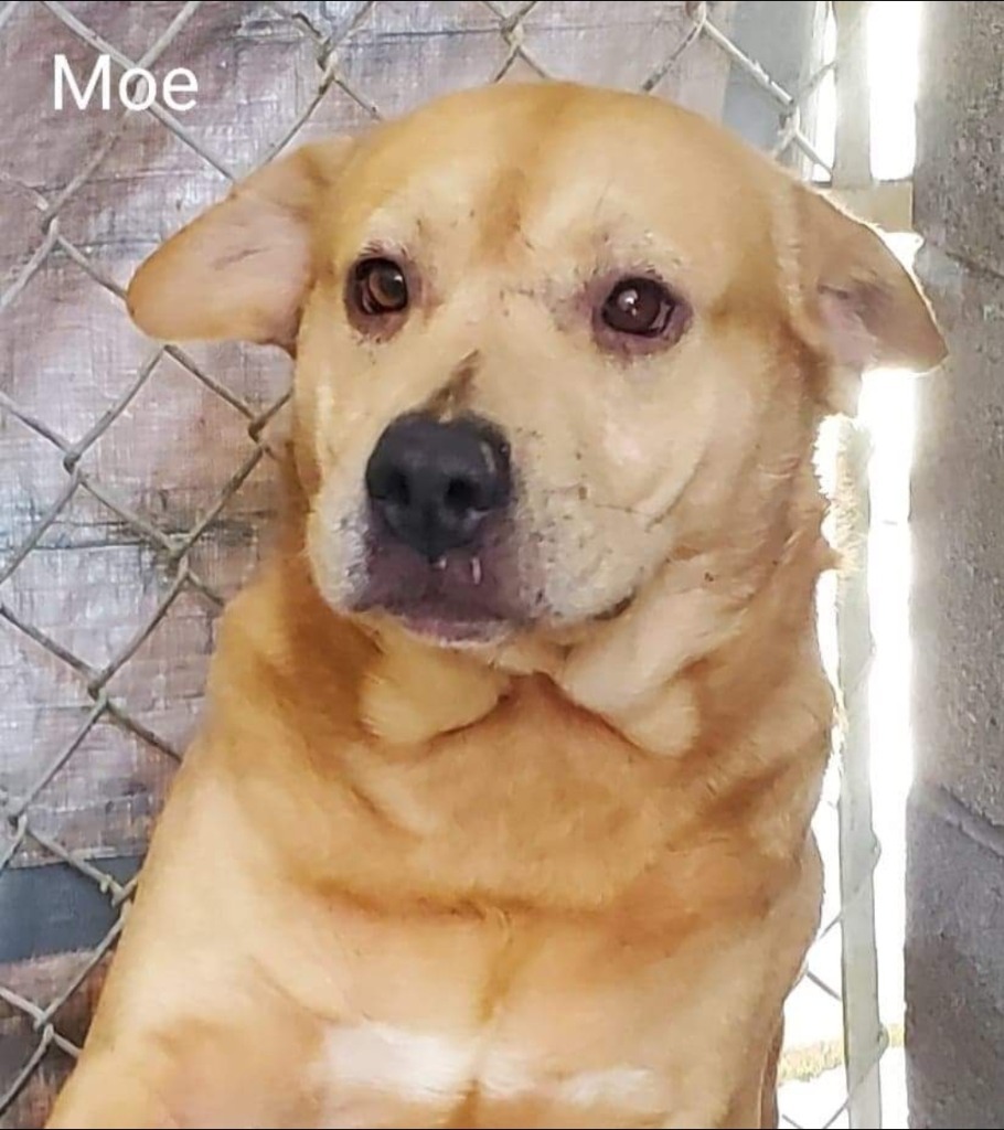 Moe, an adoptable Beagle, Labrador Retriever in El Dorado, AR, 71730 | Photo Image 1