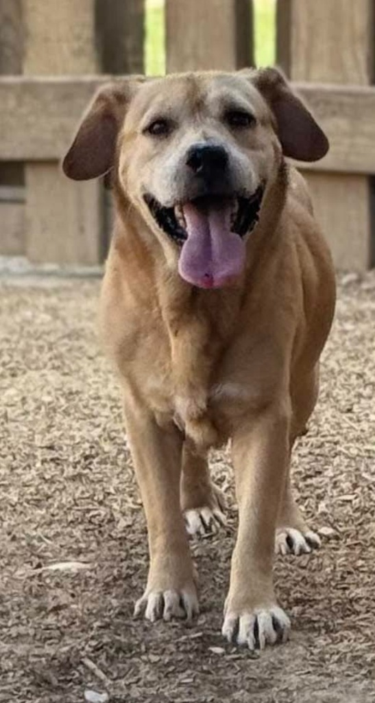 Moe, an adoptable Beagle, Labrador Retriever in El Dorado, AR, 71730 | Photo Image 1