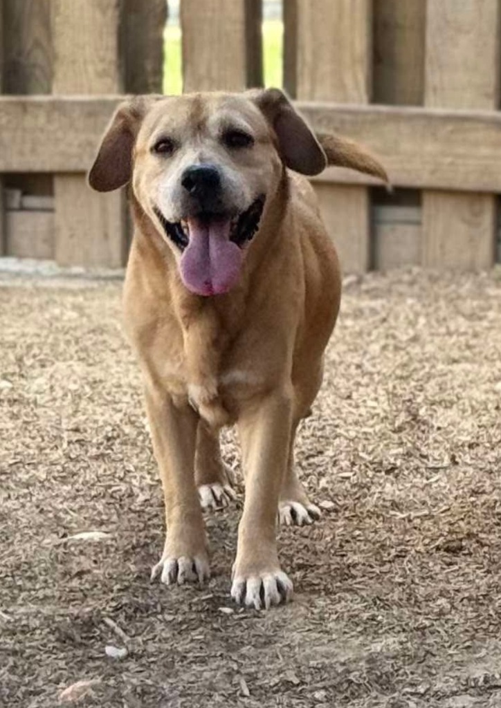 Moe, an adoptable Beagle, Labrador Retriever in El Dorado, AR, 71730 | Photo Image 4