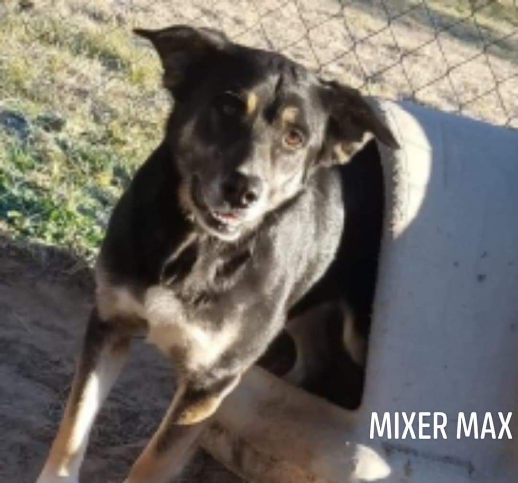 Mixer Max, an adoptable Shepherd, Rottweiler in El Dorado, AR, 71730 | Photo Image 1