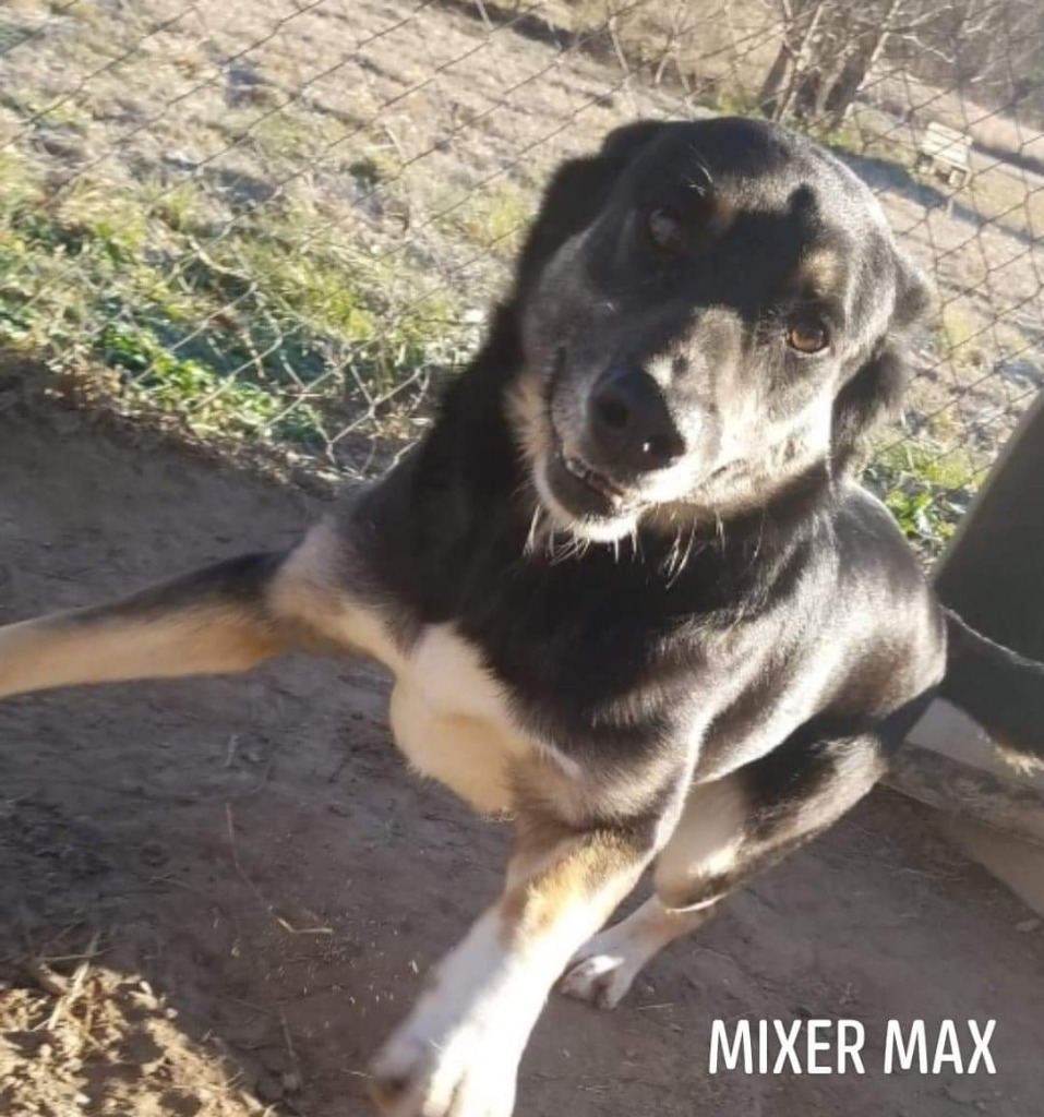 Mixer Max, an adoptable Shepherd, Rottweiler in El Dorado, AR, 71730 | Photo Image 2