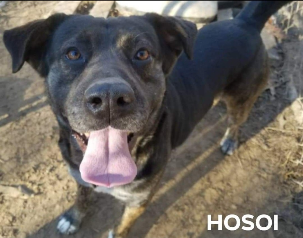 Hosoi, an adoptable Labrador Retriever, Pit Bull Terrier in El Dorado, AR, 71730 | Photo Image 1
