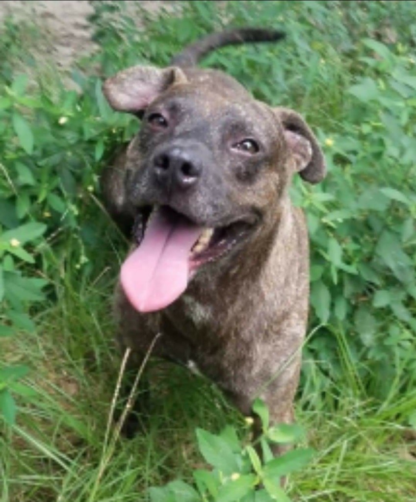 Chester, an adoptable Labrador Retriever, Terrier in El Dorado, AR, 71730 | Photo Image 1